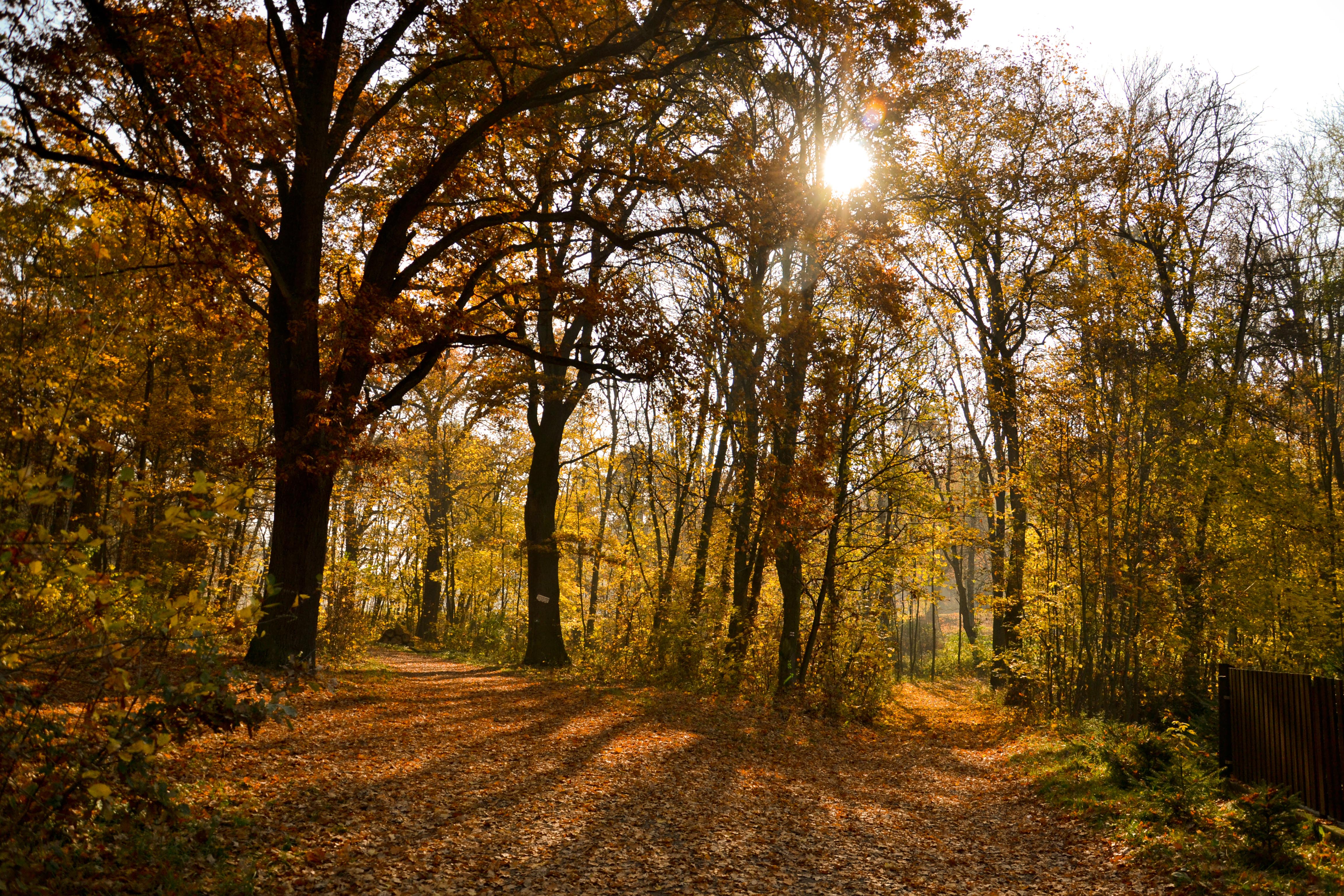 Jabkenická obora